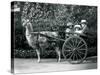 Three Visitors, Including Two Young Girls, Riding in a Cart Pulled by a Llama, London Zoo, C.1912-Frederick William Bond-Stretched Canvas