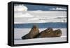 Three Walrus (Odobenus Rosmarus) Resting on Sea Ice, Svalbard, Norway, August 2009-Cairns-Framed Stretched Canvas