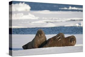 Three Walrus (Odobenus Rosmarus) Resting on Sea Ice, Svalbard, Norway, August 2009-Cairns-Stretched Canvas