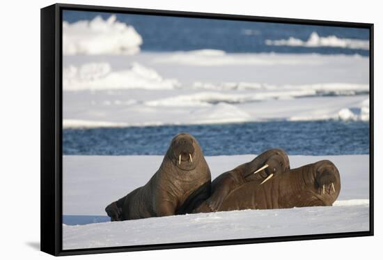 Three Walrus (Odobenus Rosmarus) Resting on Sea Ice, Svalbard, Norway, August 2009-Cairns-Framed Stretched Canvas