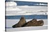 Three Walrus (Odobenus Rosmarus) Resting on Sea Ice, Svalbard, Norway, August 2009-Cairns-Stretched Canvas