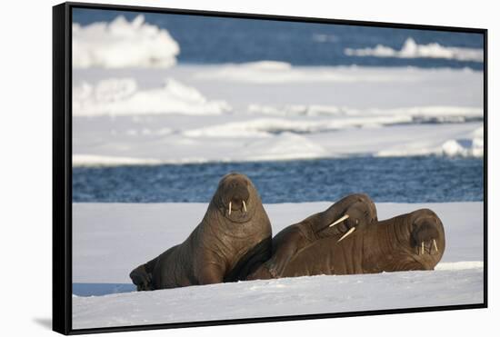 Three Walrus (Odobenus Rosmarus) Resting on Sea Ice, Svalbard, Norway, August 2009-Cairns-Framed Stretched Canvas