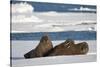 Three Walrus (Odobenus Rosmarus) Resting on Sea Ice, Svalbard, Norway, August 2009-Cairns-Stretched Canvas