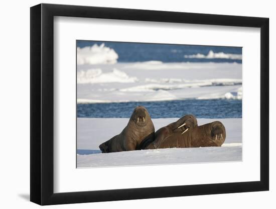 Three Walrus (Odobenus Rosmarus) Resting on Sea Ice, Svalbard, Norway, August 2009-Cairns-Framed Premium Photographic Print