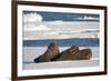 Three Walrus (Odobenus Rosmarus) Resting on Sea Ice, Svalbard, Norway, August 2009-Cairns-Framed Photographic Print