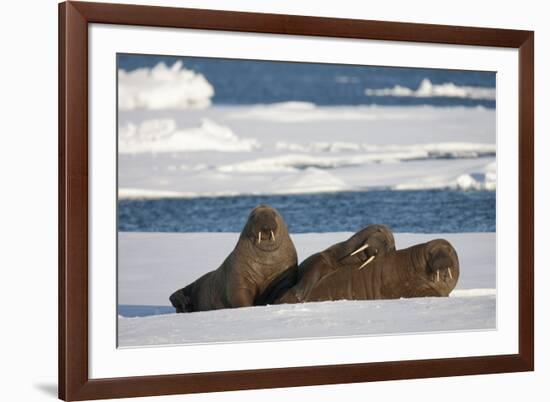 Three Walrus (Odobenus Rosmarus) Resting on Sea Ice, Svalbard, Norway, August 2009-Cairns-Framed Photographic Print