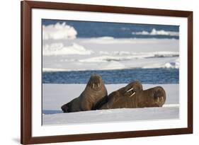 Three Walrus (Odobenus Rosmarus) Resting on Sea Ice, Svalbard, Norway, August 2009-Cairns-Framed Photographic Print