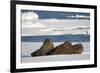 Three Walrus (Odobenus Rosmarus) Resting on Sea Ice, Svalbard, Norway, August 2009-Cairns-Framed Photographic Print