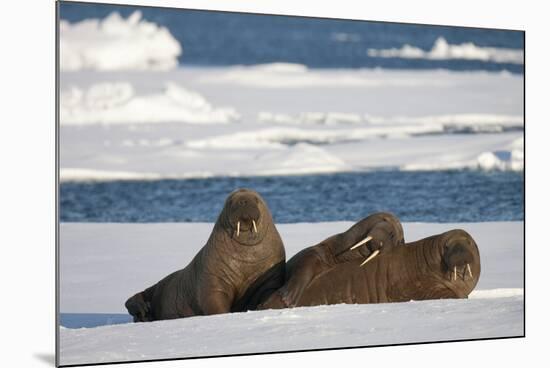 Three Walrus (Odobenus Rosmarus) Resting on Sea Ice, Svalbard, Norway, August 2009-Cairns-Mounted Photographic Print