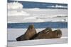 Three Walrus (Odobenus Rosmarus) Resting on Sea Ice, Svalbard, Norway, August 2009-Cairns-Mounted Photographic Print