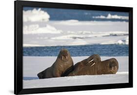 Three Walrus (Odobenus Rosmarus) Resting on Sea Ice, Svalbard, Norway, August 2009-Cairns-Framed Photographic Print