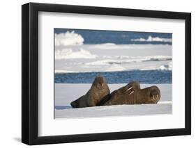 Three Walrus (Odobenus Rosmarus) Resting on Sea Ice, Svalbard, Norway, August 2009-Cairns-Framed Photographic Print