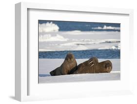 Three Walrus (Odobenus Rosmarus) Resting on Sea Ice, Svalbard, Norway, August 2009-Cairns-Framed Photographic Print