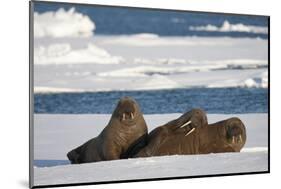 Three Walrus (Odobenus Rosmarus) Resting on Sea Ice, Svalbard, Norway, August 2009-Cairns-Mounted Photographic Print