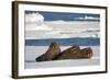 Three Walrus (Odobenus Rosmarus) Resting on Sea Ice, Svalbard, Norway, August 2009-Cairns-Framed Photographic Print