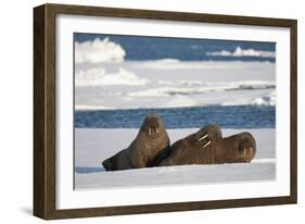 Three Walrus (Odobenus Rosmarus) Resting on Sea Ice, Svalbard, Norway, August 2009-Cairns-Framed Photographic Print