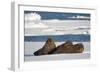 Three Walrus (Odobenus Rosmarus) Resting on Sea Ice, Svalbard, Norway, August 2009-Cairns-Framed Photographic Print