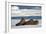 Three Walrus (Odobenus Rosmarus) Resting on Sea Ice, Svalbard, Norway, August 2009-Cairns-Framed Photographic Print