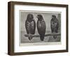 Three Watchers-Henry Stacey Marks-Framed Giclee Print
