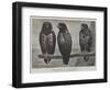 Three Watchers-Henry Stacey Marks-Framed Giclee Print