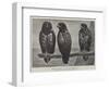 Three Watchers-Henry Stacey Marks-Framed Giclee Print