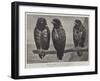 Three Watchers-Henry Stacey Marks-Framed Giclee Print