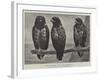 Three Watchers-Henry Stacey Marks-Framed Giclee Print