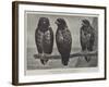 Three Watchers-Henry Stacey Marks-Framed Giclee Print