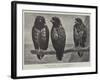 Three Watchers-Henry Stacey Marks-Framed Giclee Print