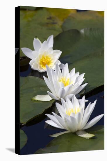 Three Water Lilies.-gjphotography-Stretched Canvas