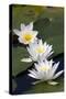 Three Water Lilies.-gjphotography-Stretched Canvas