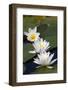 Three Water Lilies.-gjphotography-Framed Photographic Print