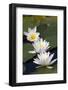 Three Water Lilies.-gjphotography-Framed Photographic Print