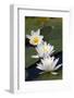Three Water Lilies.-gjphotography-Framed Photographic Print