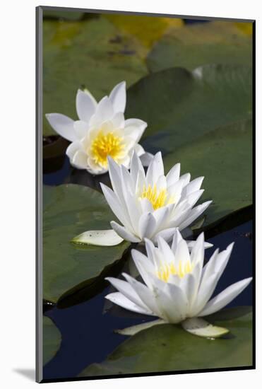 Three Water Lilies.-gjphotography-Mounted Photographic Print