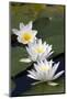 Three Water Lilies.-gjphotography-Mounted Photographic Print
