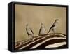 Three Wattled Starling on the Back of a Zebra, Masai Mara National Reserve-James Hager-Framed Stretched Canvas