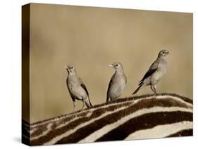 Three Wattled Starling on the Back of a Zebra, Masai Mara National Reserve-James Hager-Stretched Canvas