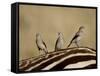 Three Wattled Starling on the Back of a Zebra, Masai Mara National Reserve-James Hager-Framed Stretched Canvas