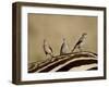 Three Wattled Starling on the Back of a Zebra, Masai Mara National Reserve-James Hager-Framed Photographic Print