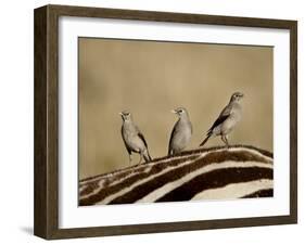 Three Wattled Starling on the Back of a Zebra, Masai Mara National Reserve-James Hager-Framed Photographic Print