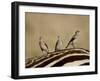 Three Wattled Starling on the Back of a Zebra, Masai Mara National Reserve-James Hager-Framed Photographic Print