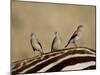 Three Wattled Starling on the Back of a Zebra, Masai Mara National Reserve-James Hager-Mounted Photographic Print