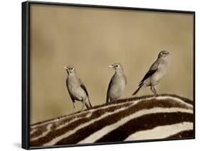 Three Wattled Starling on the Back of a Zebra, Masai Mara National Reserve-James Hager-Framed Photographic Print