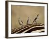 Three Wattled Starling on the Back of a Zebra, Masai Mara National Reserve-James Hager-Framed Photographic Print