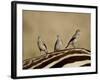 Three Wattled Starling on the Back of a Zebra, Masai Mara National Reserve-James Hager-Framed Photographic Print