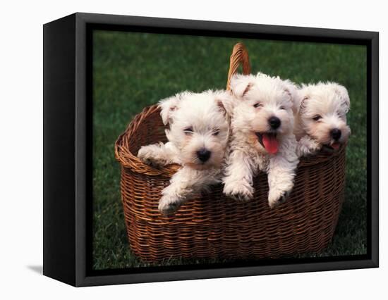 Three West Highland Terrier / Westie Puppies in a Basket-Adriano Bacchella-Framed Stretched Canvas