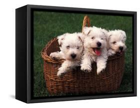 Three West Highland Terrier / Westie Puppies in a Basket-Adriano Bacchella-Framed Stretched Canvas