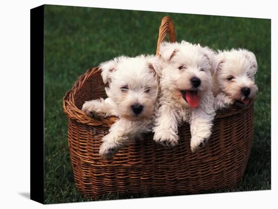 Three West Highland Terrier / Westie Puppies in a Basket-Adriano Bacchella-Stretched Canvas