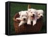 Three West Highland Terrier / Westie Puppies in a Basket-Adriano Bacchella-Framed Stretched Canvas